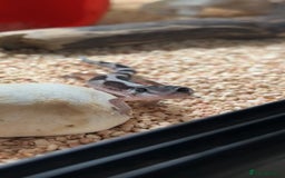 Leopard Gecko reptiles for sale: Leopard gecko - Image 1