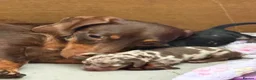 Dachshund dogs for sale: Beautiful dachshund puppies - Advert 19