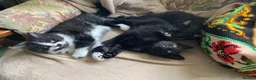 Mixed Breed cats for sale: Domestic kittens that are looking for home ❤️ in Peterborough - Advert 16