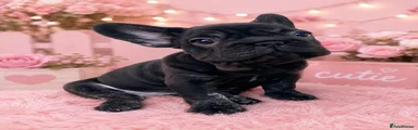 Black female