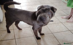 Shar Pei dogs for sale: Two male shar pei - Image 4