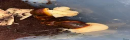 Snails invertebrates for sale: 3 giant African land snails  - Advert 4
