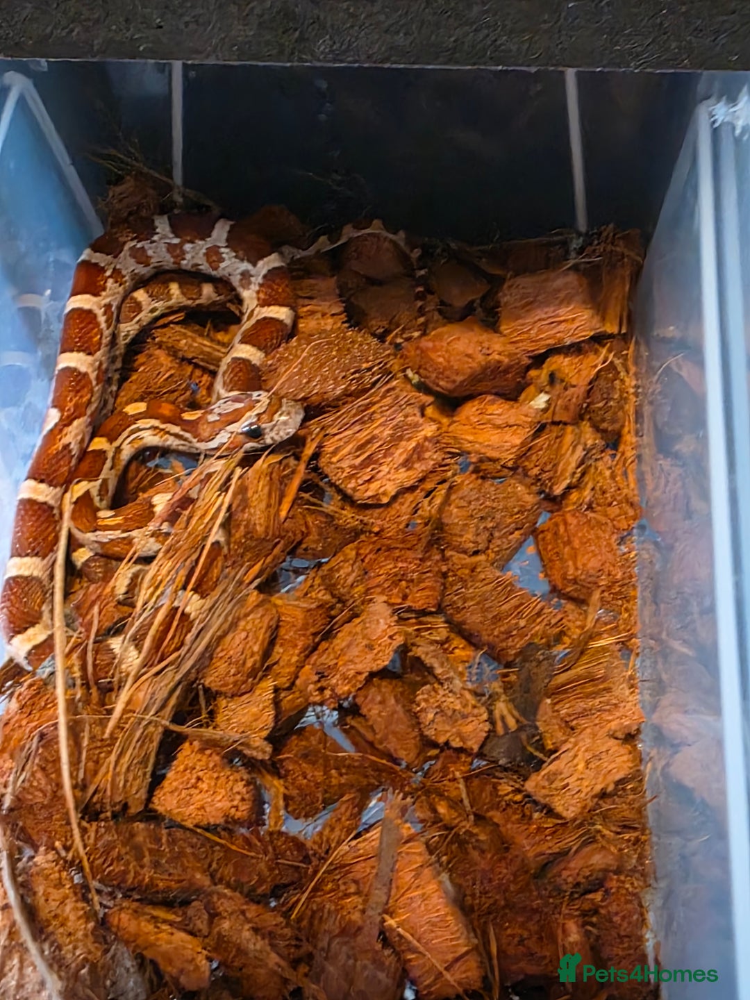 Corn Snake reptiles for sale: Triple het scaleless palmetto anery  - Advert 3