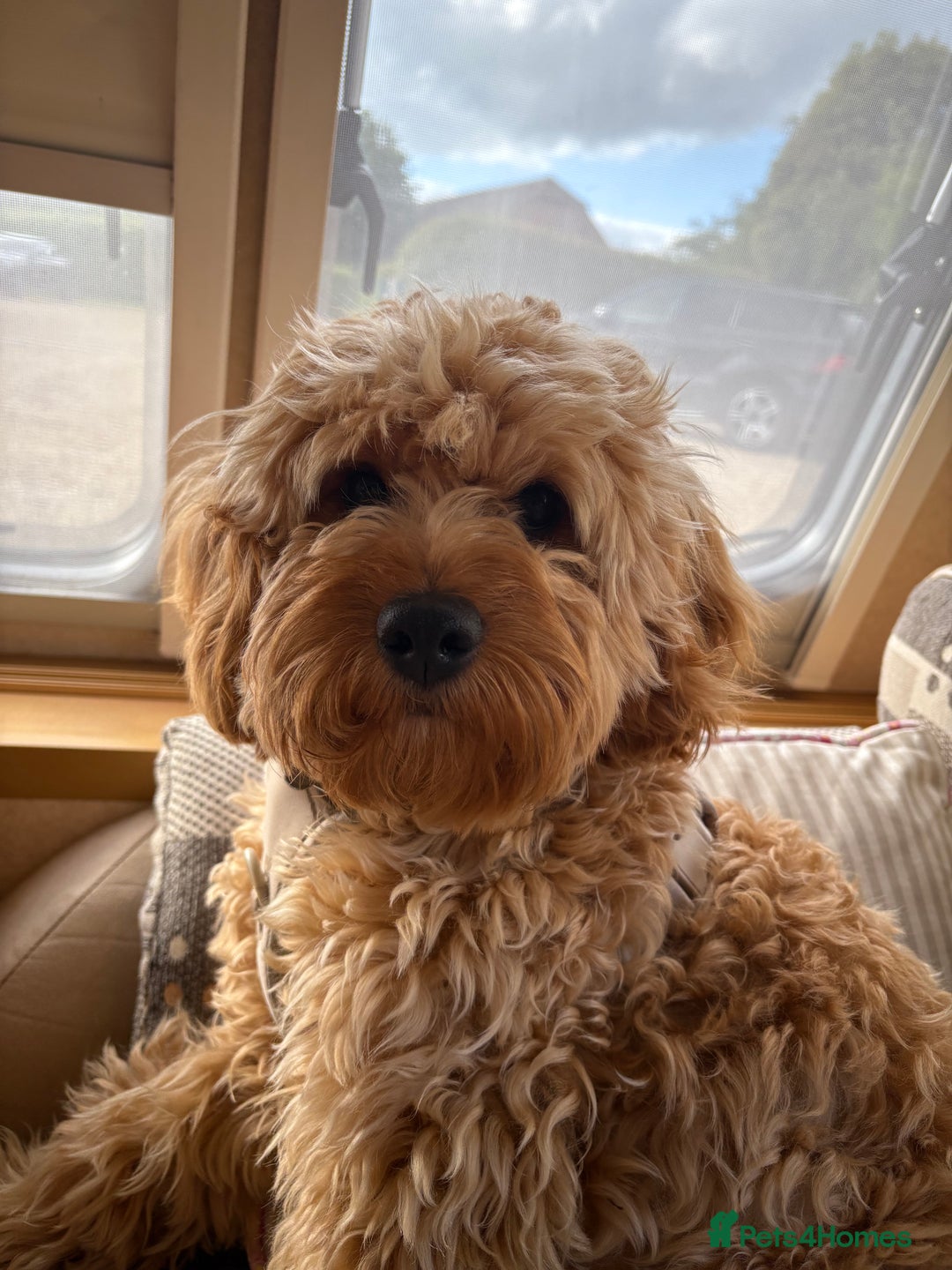 Cavapoo dogs for stud: F1 Cavapoo for stud  - Image 1