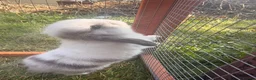 Mini Lop rabbits for sale: Mini lop bunnies  in Plymouth - Advert 6