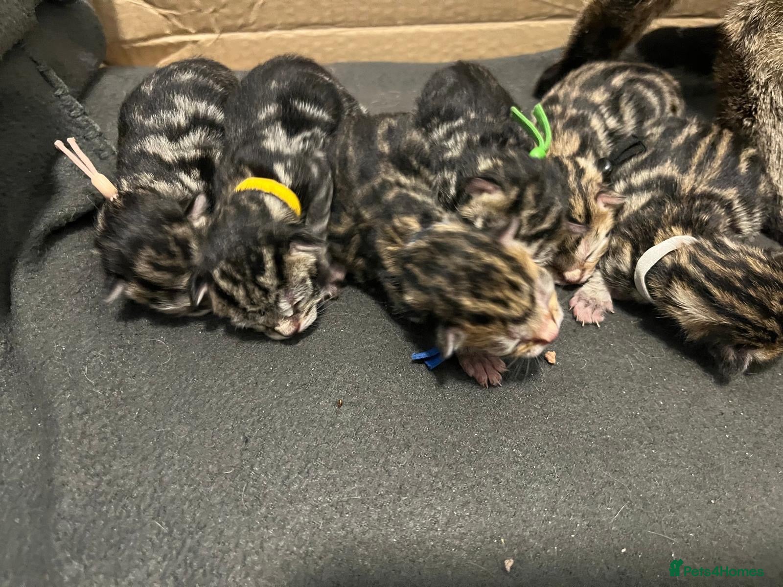 Domestic Shorthair cats 5 tabby rescue kittens - reservation list open - Advert 5