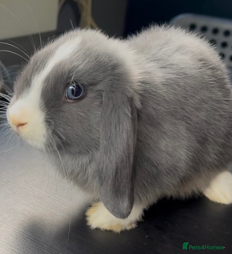 Mini Lop rabbits PureBred MiniLop Bunnies in London   - Advert 13