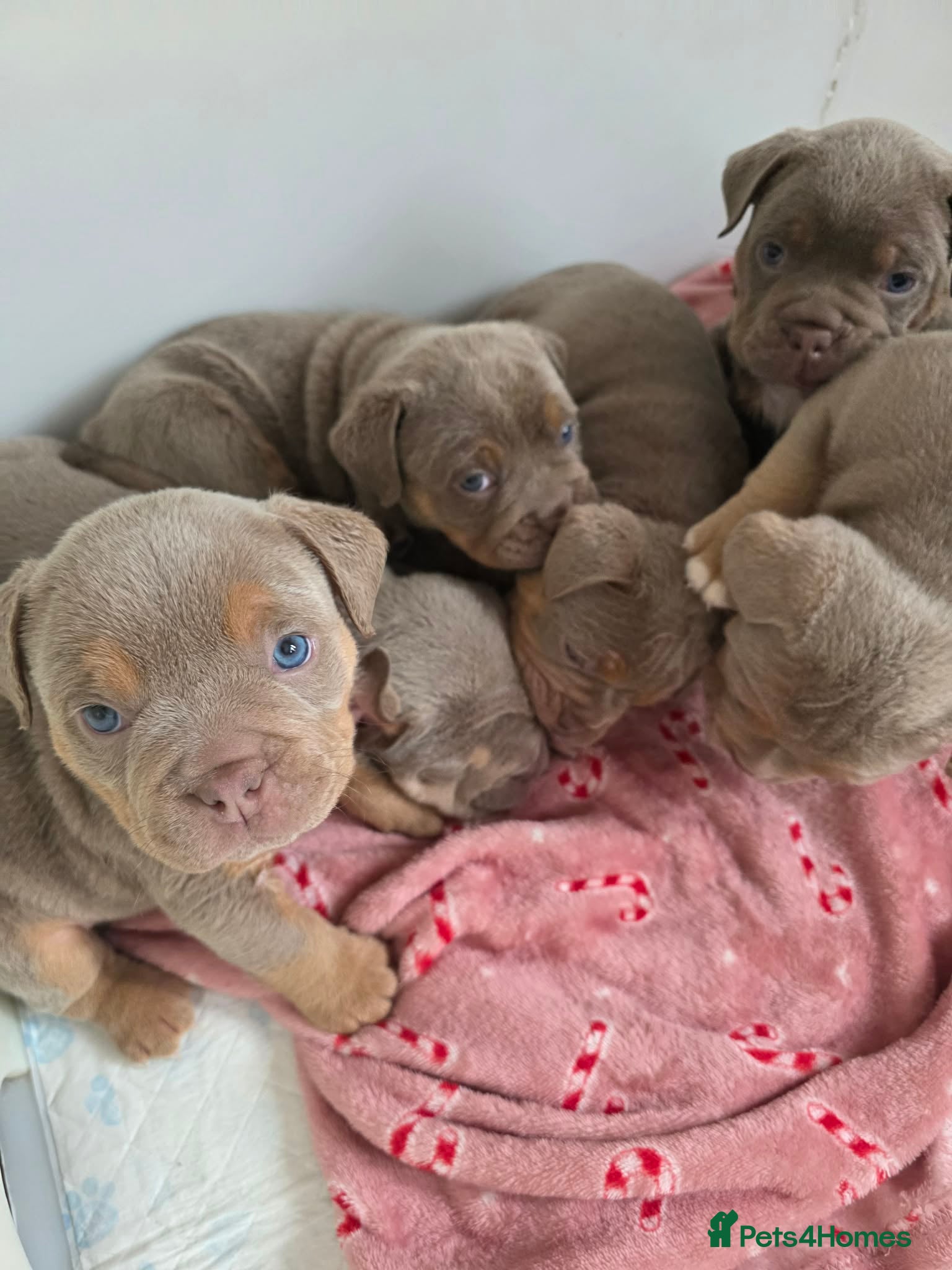 Olde English Bulldogge dogs for sale: Fluffy carriers lilac tri  - Advert 1