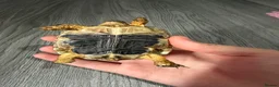 Tortoise reptiles for sale: Greek spur thigh tortoise - Advert 3