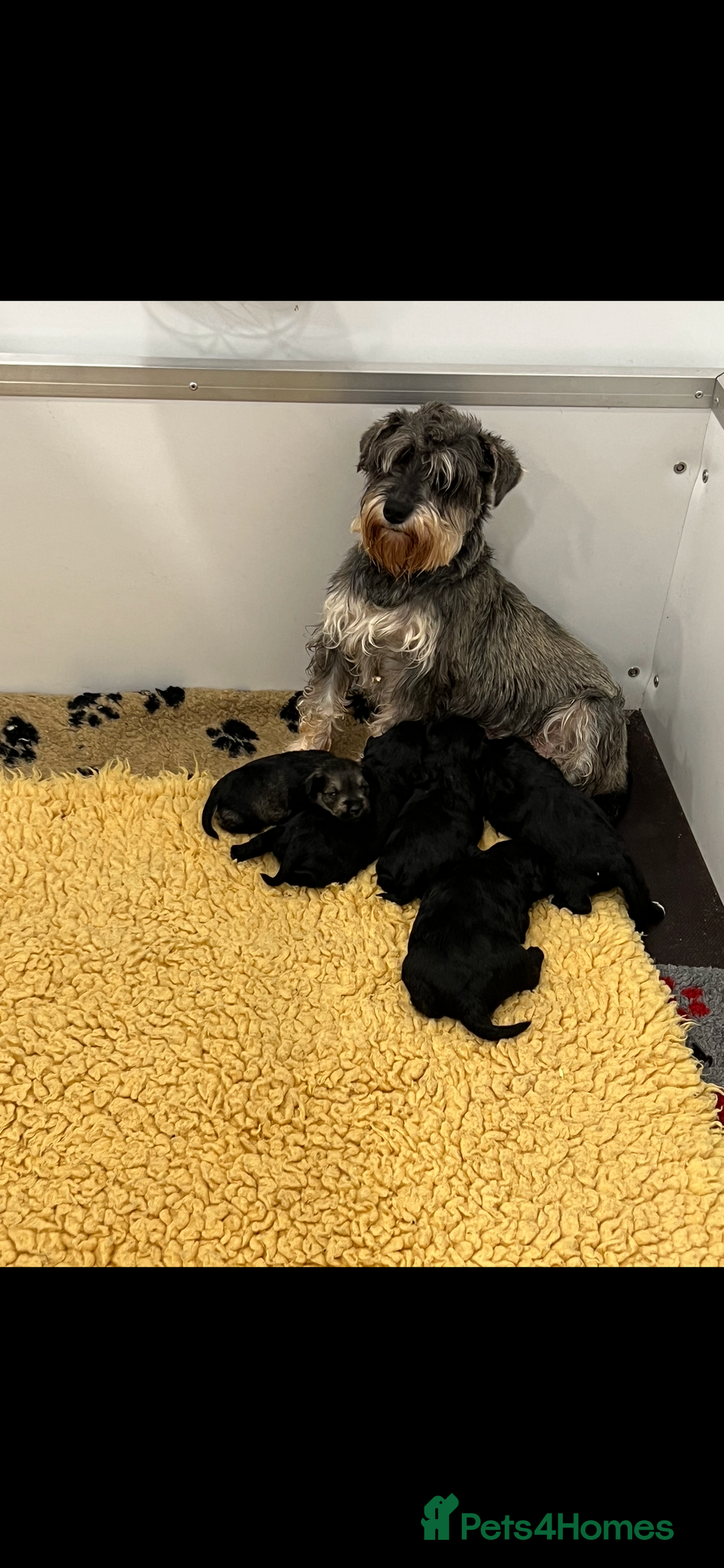 Miniature Schnauzer dogs for sale: Beautiful Miniature Schnauzer Pups - Image 2