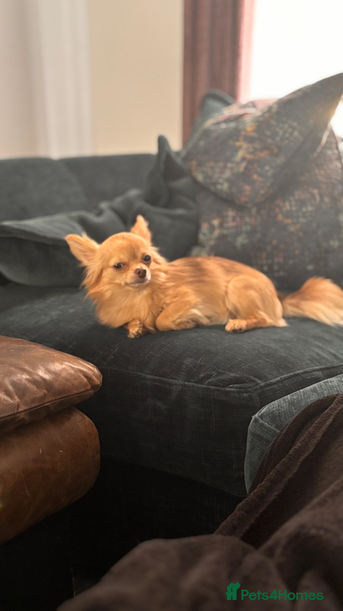 Chihuahua dogs ✨ Arlo – Long Haired Chihuahua Stud Available ✨ - Advert 11
