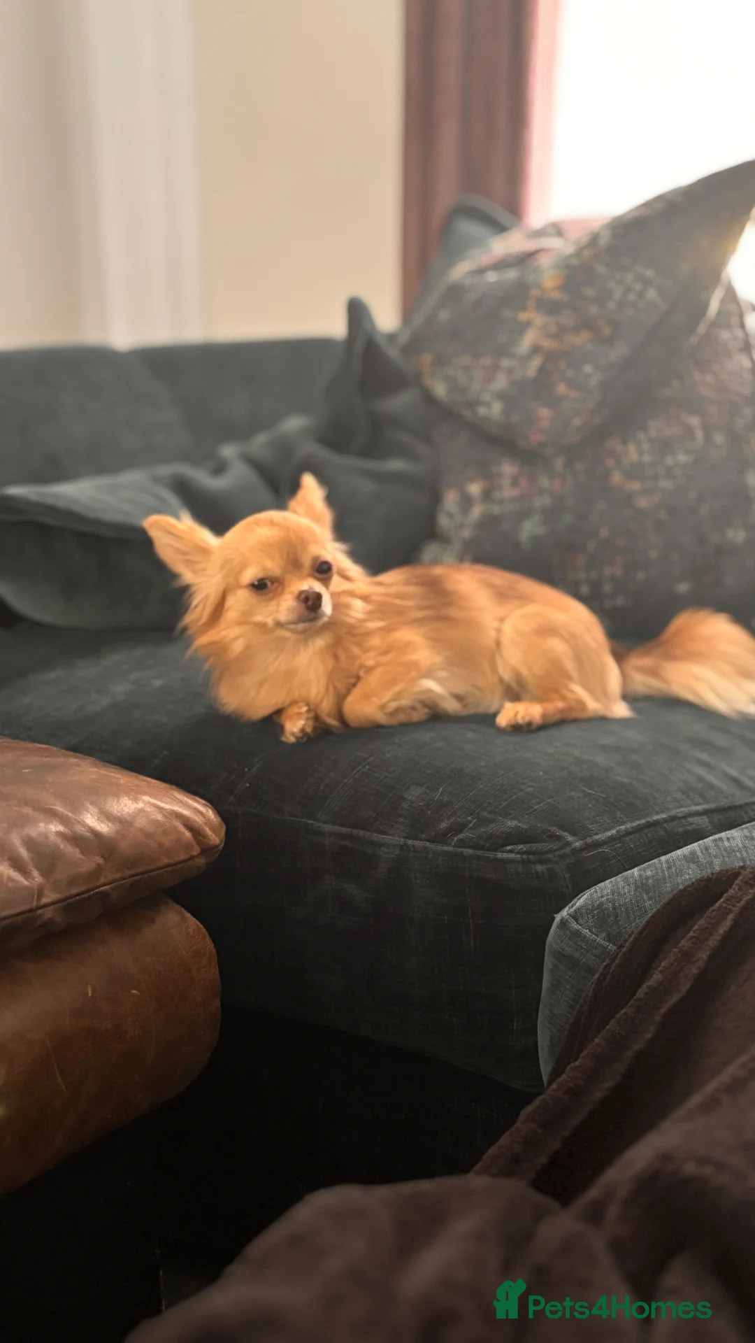 Chihuahua dogs for stud: ✨ Arlo – Long Haired Chihuahua Stud Available ✨ - Advert 1