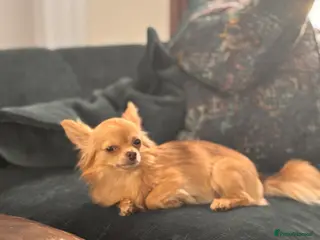 Chihuahua dogs ✨ Arlo – Long Haired Chihuahua Stud Available ✨ - Advert 11