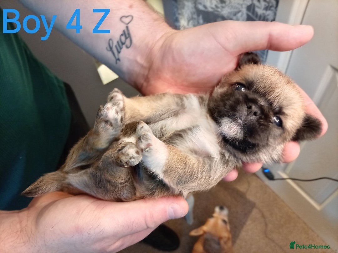 Mixed Breed dogs for sale: Pug x Shih Tzu Pug zu shih pug puppies - Image 20