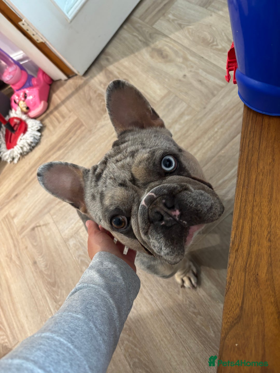 French Bulldog dogs for stud: Mixed Merle French Bulldog Stud - Image 8