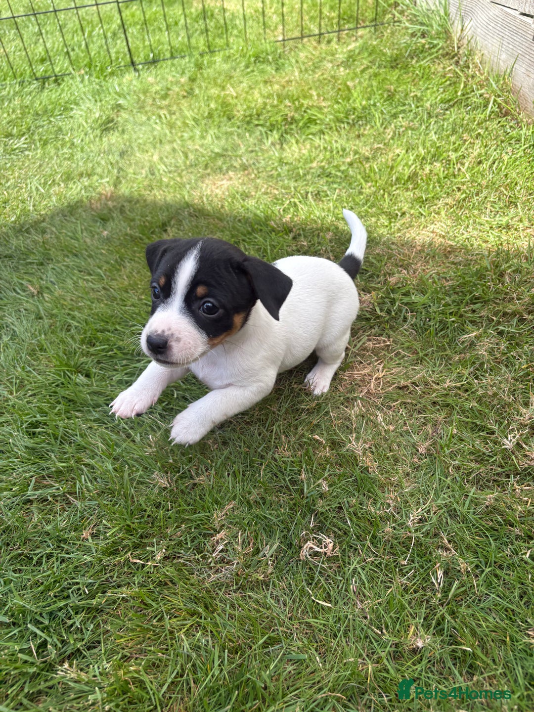 Jack Russell dogs for sale: Gorgeous Jack Russell Puppies - Image 7