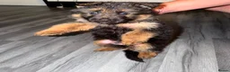 German Shepherd dogs for sale: German Shepard puppies ⭐️ready to be rehomed ⭐️ - Advert 13