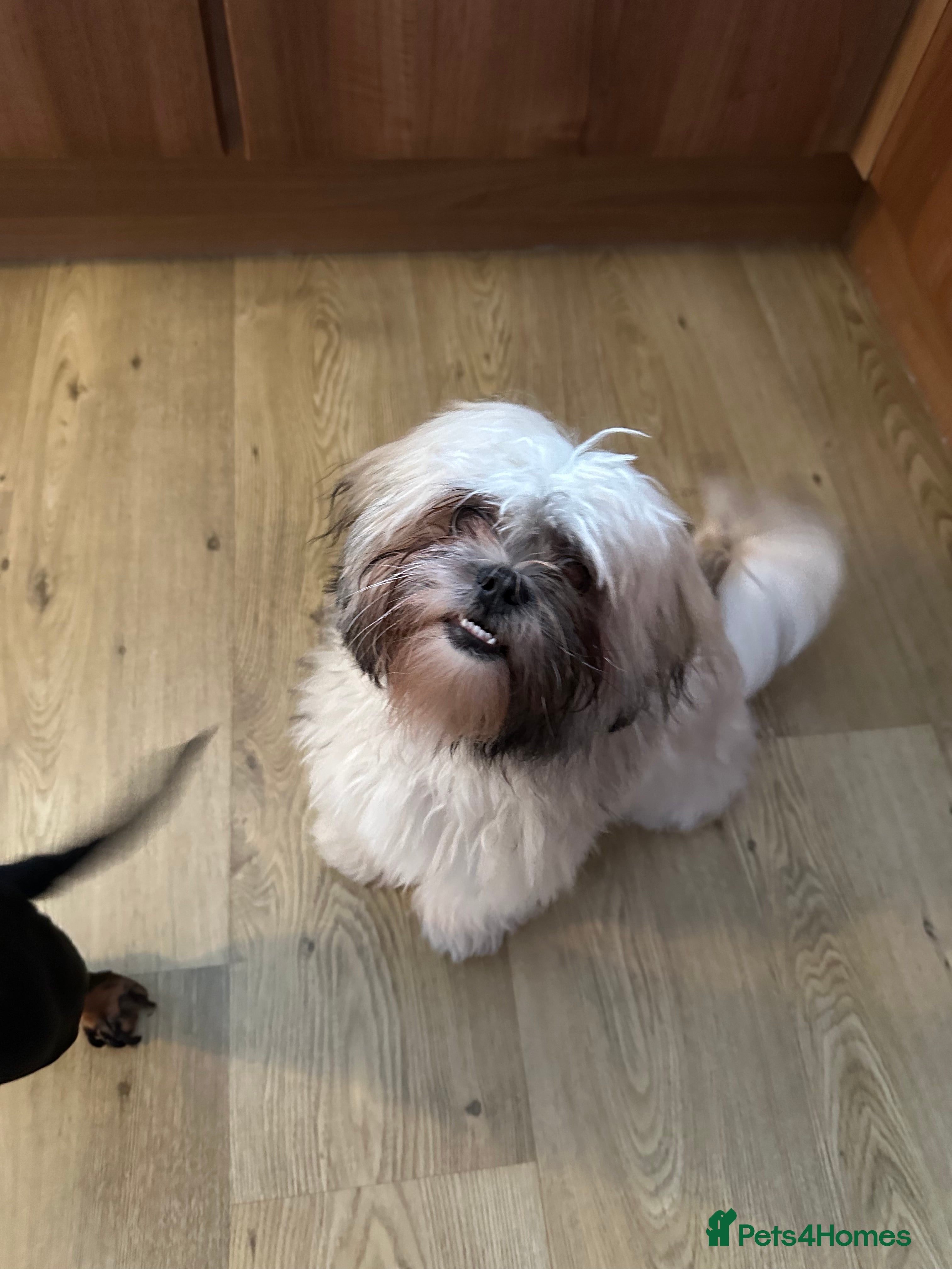 Shih Tzu dogs Winnie - Advert 1