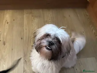 Shih Tzu dogs Winnie - Advert 8