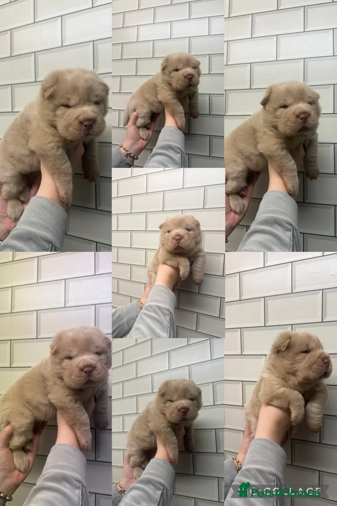 Shar Pei dogs for sale: ✨🐾 Cream Bear Coat Shar Pei Girl Available 🐾✨ - Advert 17