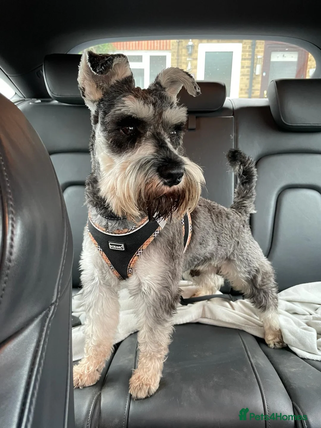 Miniature Schnauzer dogs for stud: Bearded Gentleman looking for a perfect Lady ;) - Advert 2