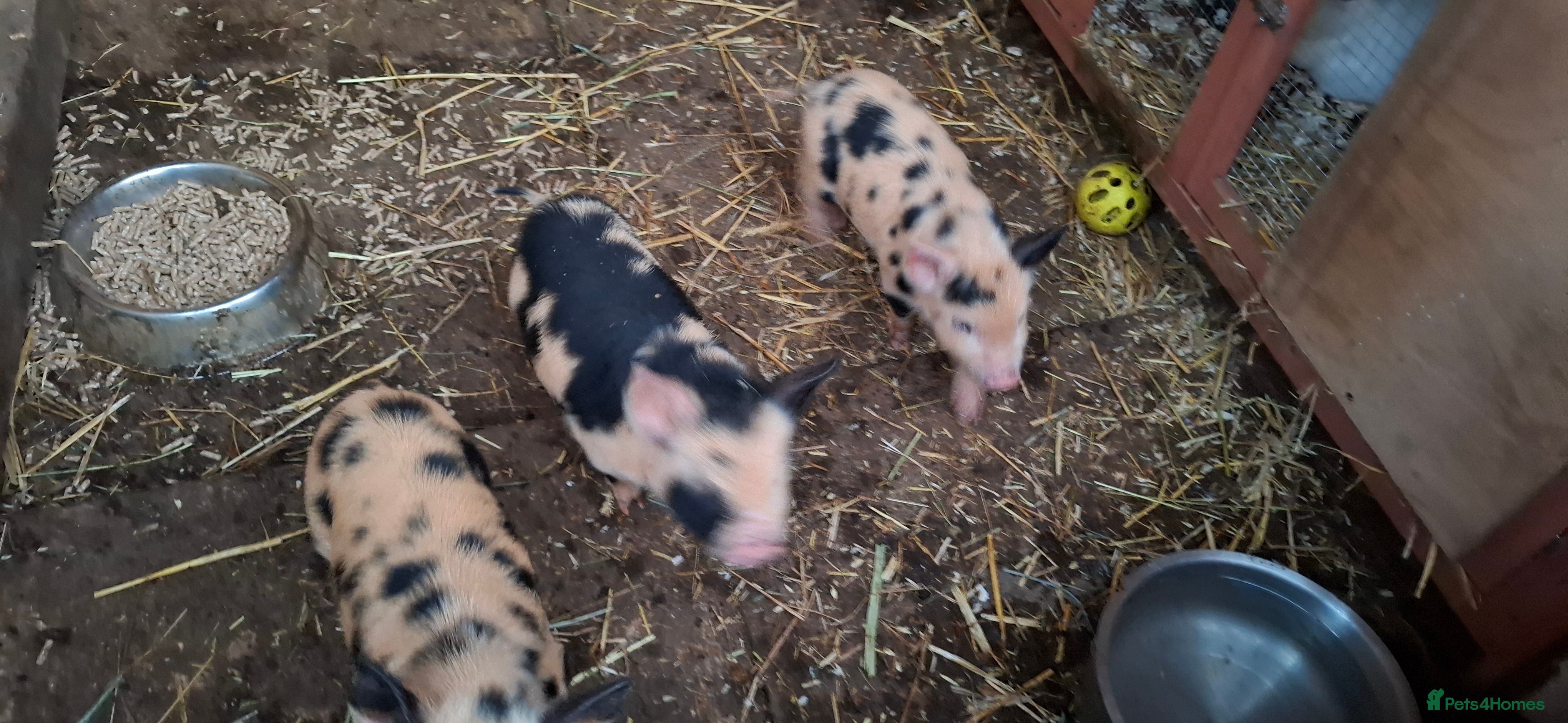 Pig livestock Kune June piglets - Advert 13
