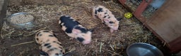 Pig livestock for sale: Kune June piglets - Advert 1