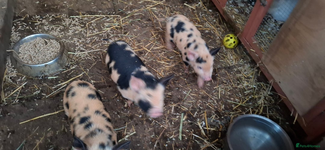 Pig livestock for sale: Kune June piglets - Advert 1