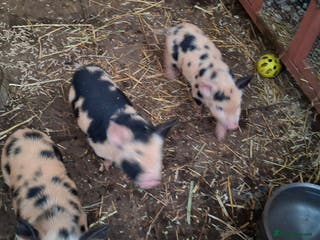 Pig livestock Kune kune piglets - Advert 2