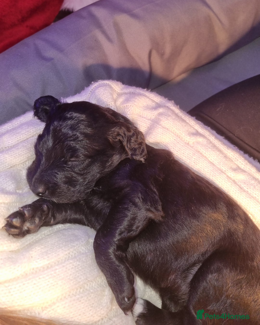 Mixed Breed dogs for sale: Goldendoodle x Irishdoodle puppies - Advert 2