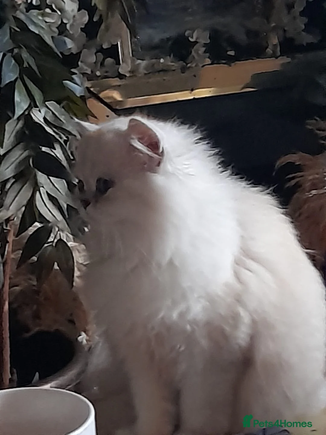 Persian cats for stud: For stud Persian chinchilla  - Advert 2