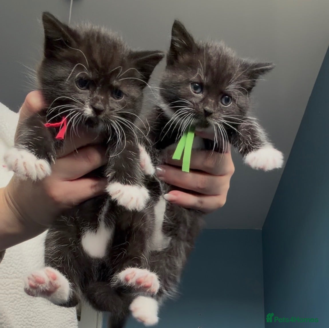Mixed Breed cats 4 black & white kittens looking for homes 🐾🎃👻 - Advert 17