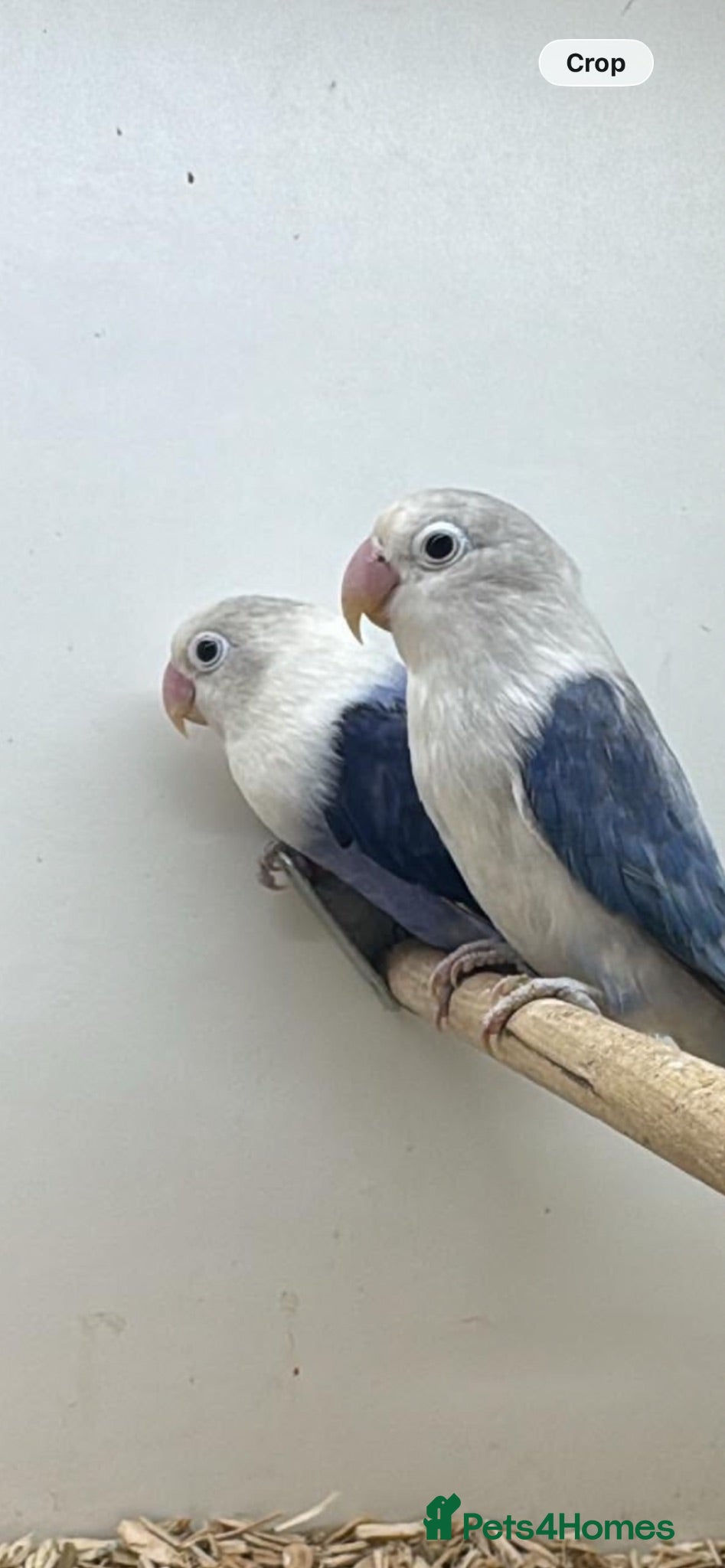 Lovebirds birds 5 lovebird looking for new home - Advert 1