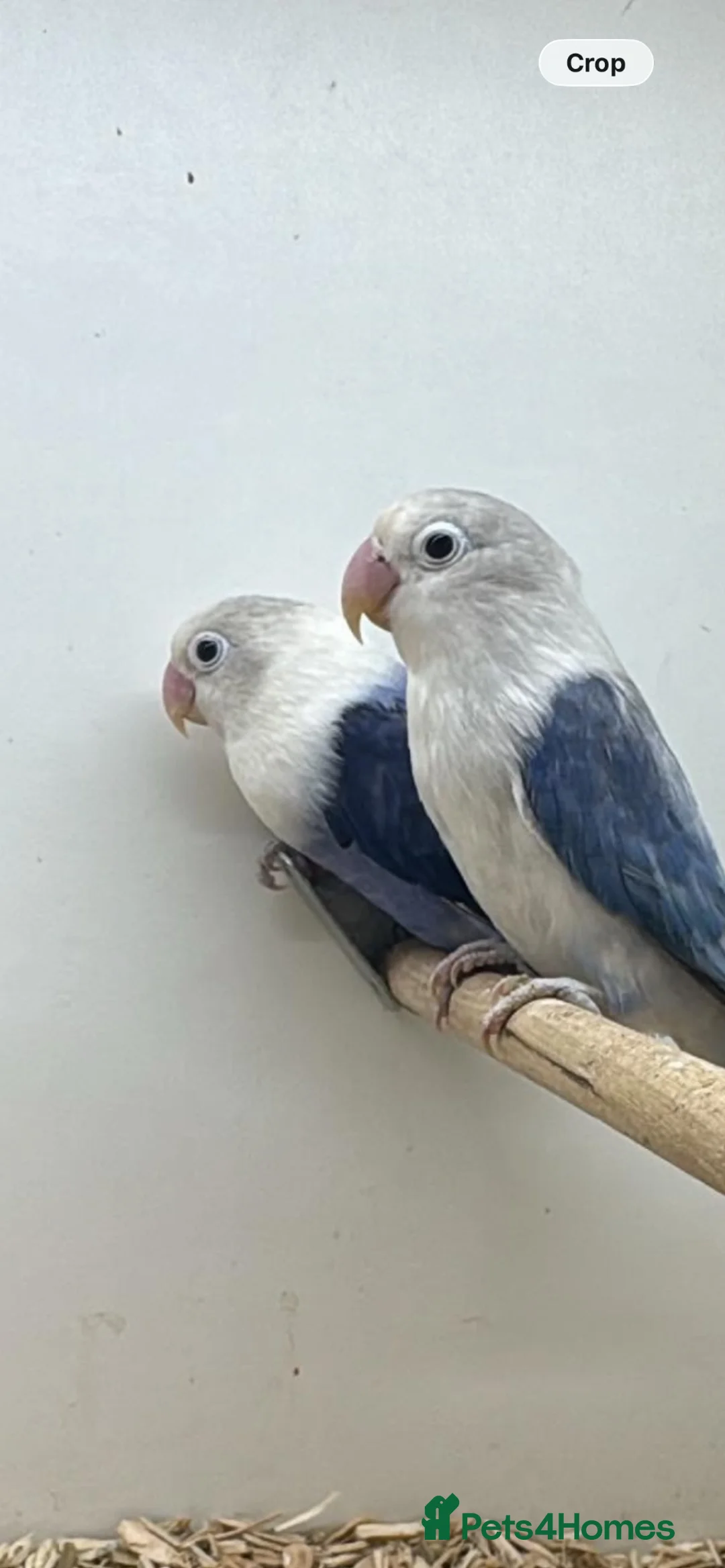 Lovebirds birds for sale: 5 lovebird looking for new home - Advert 1