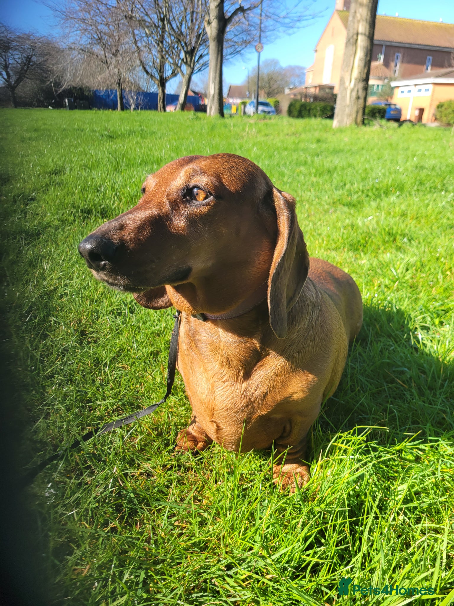 Dachshund dogs HOME NEEDED FOR MY FEMALE STANDARD DACHSHUND! - Advert 6