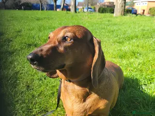 Dachshund dogs HOME NEEDED FOR MY FEMALE STANDARD DACHSHUND! - Advert 6