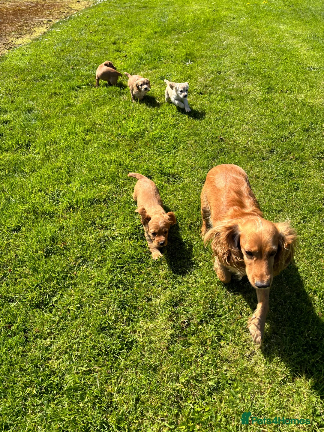 Cocker Spaniel dogs for sale: Working cocker spaniel - Advert 1