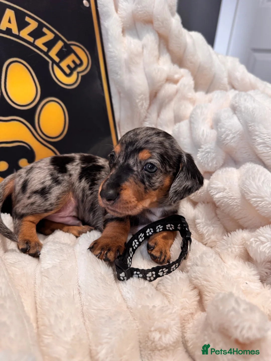 Dachshund dogs for sale: Stuning Kc registered dachshund puppies - Advert 2