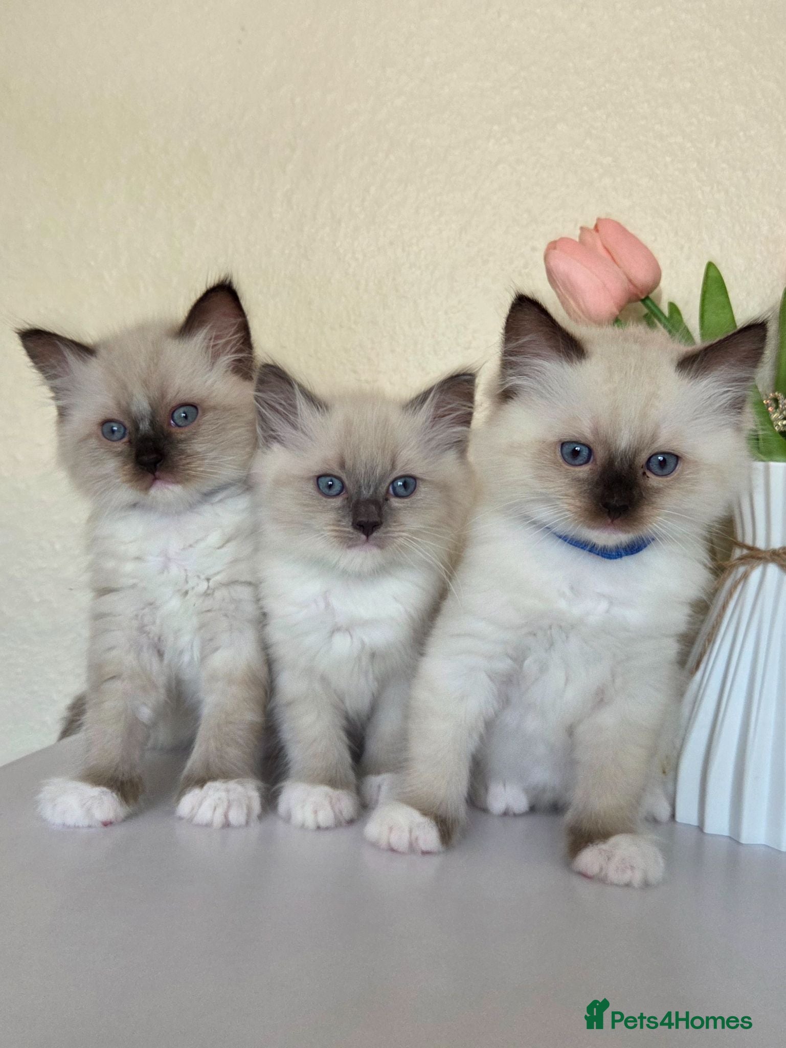 Ragdoll cats Pure Ragdoll Kittens  - Advert 2