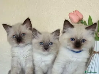Ragdoll cats Pure Ragdoll Kittens - Advert 2