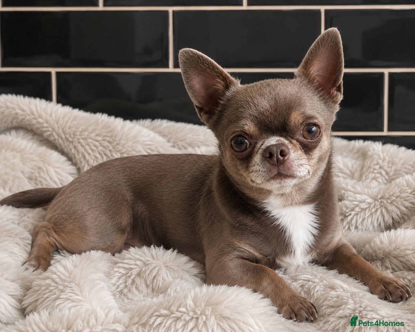 Chihuahua dogs KC reg-Health tested-PROVEN  - Advert 1