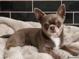 Chihuahua dogs KC reg-Health tested-PROVEN - Advert 1