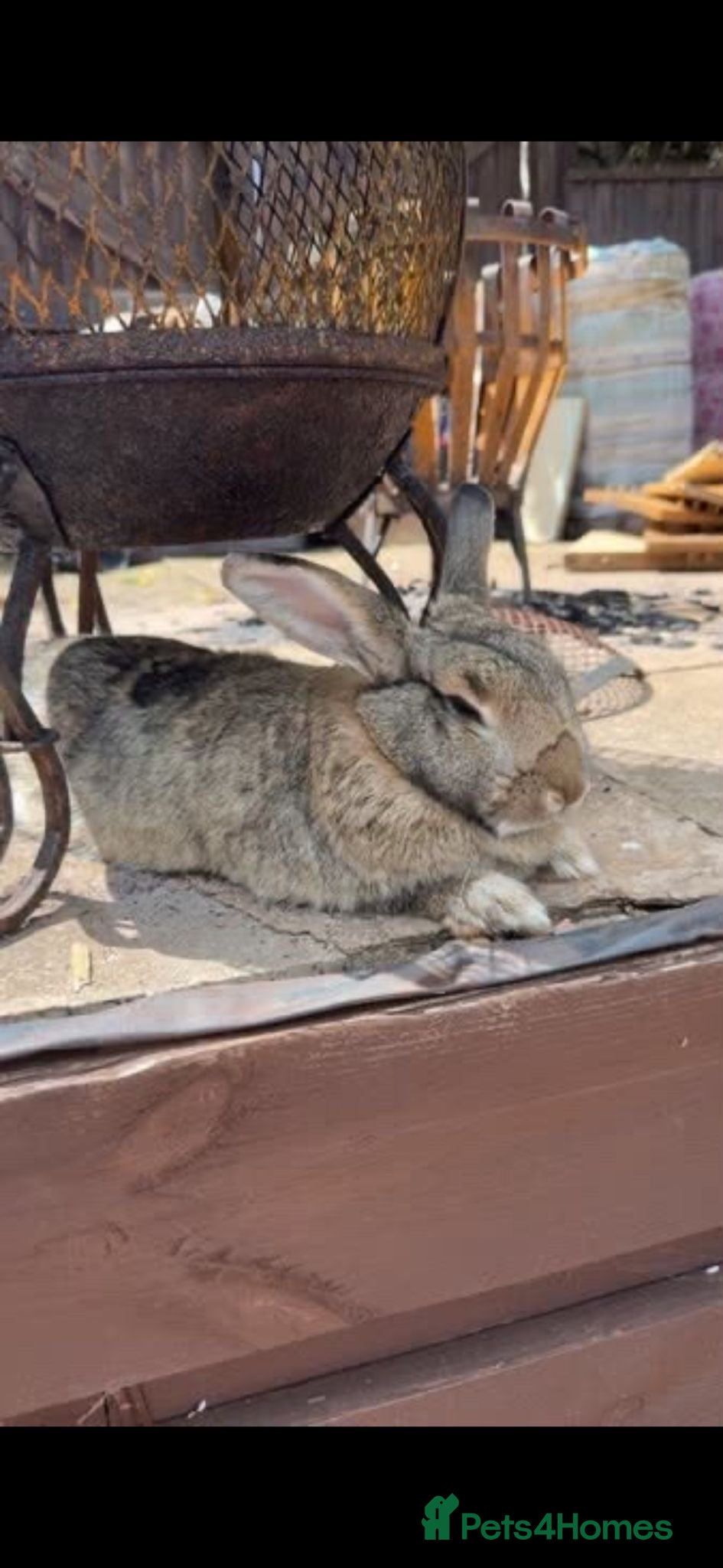 Mixed Breed rabbits Mr Wilson - Advert 17
