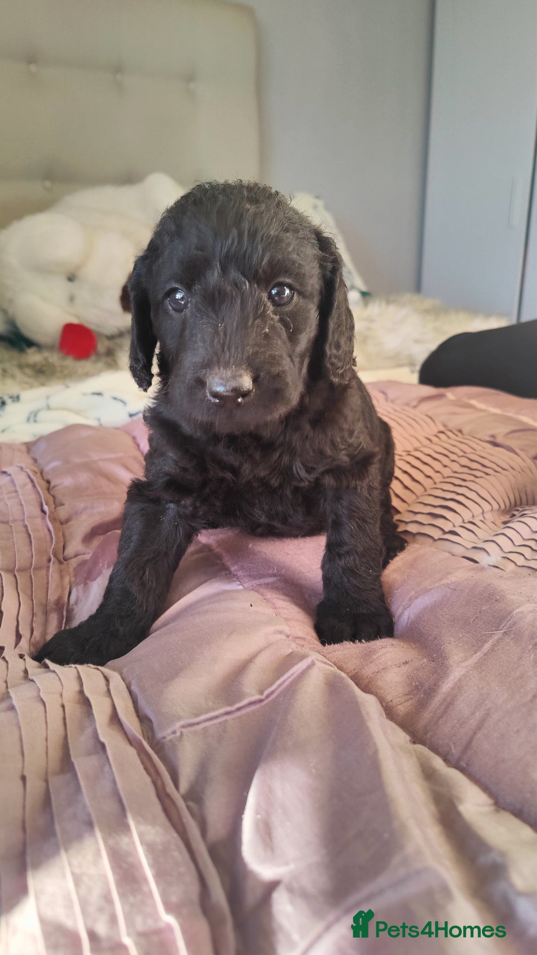 Labradoodle dogs for sale: Beautiful labradoodle puppies  - Advert 2