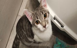 Ragdoll cats for sale: Loving, beautiful half ragdoll, bengal cross girl - Image 2