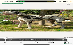 Great Dane dogs for sale: ⭐️ kc reg Harliquin male looking for new home ⭐️ - Image 3