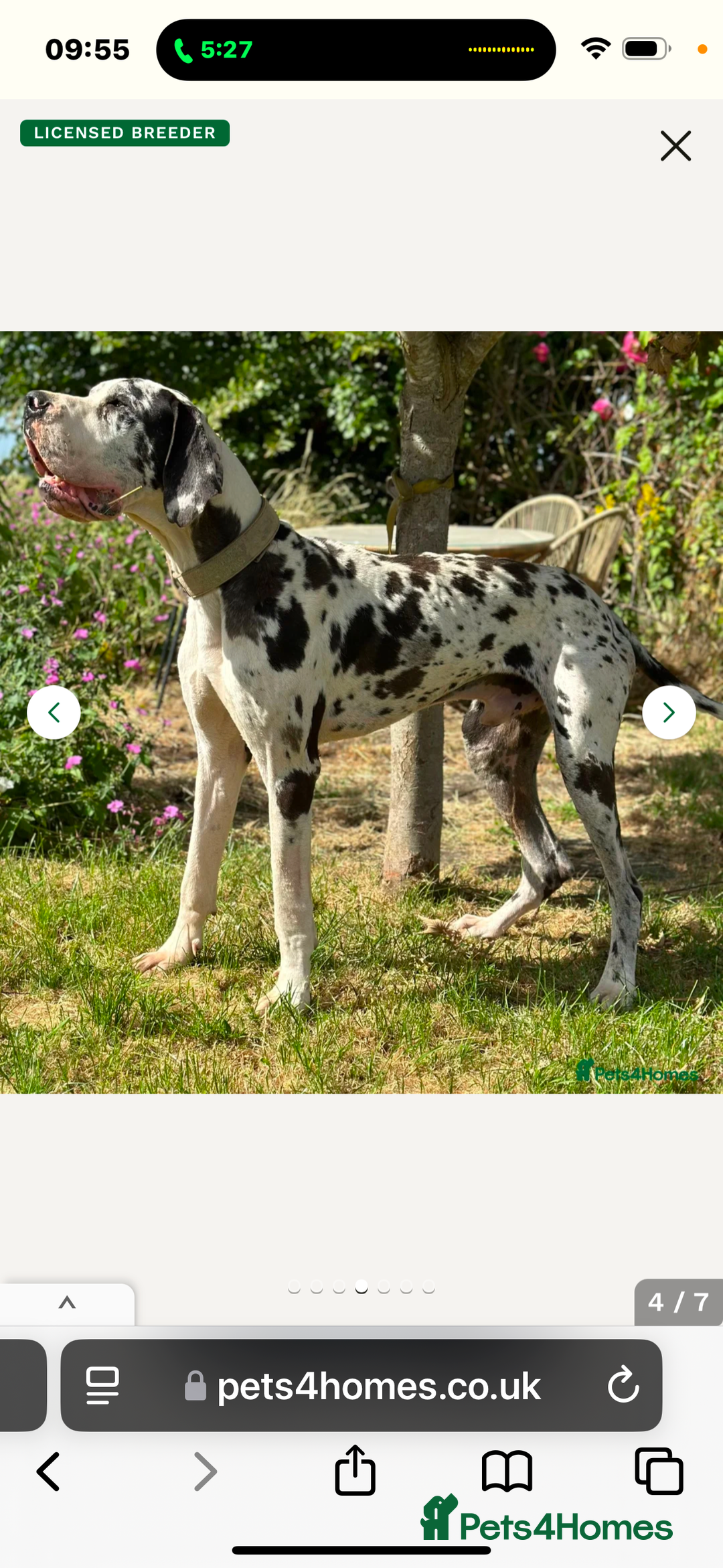 Great Dane dogs for sale: ⭐️ kc reg Harliquin male looking for new home ⭐️ - Image 3