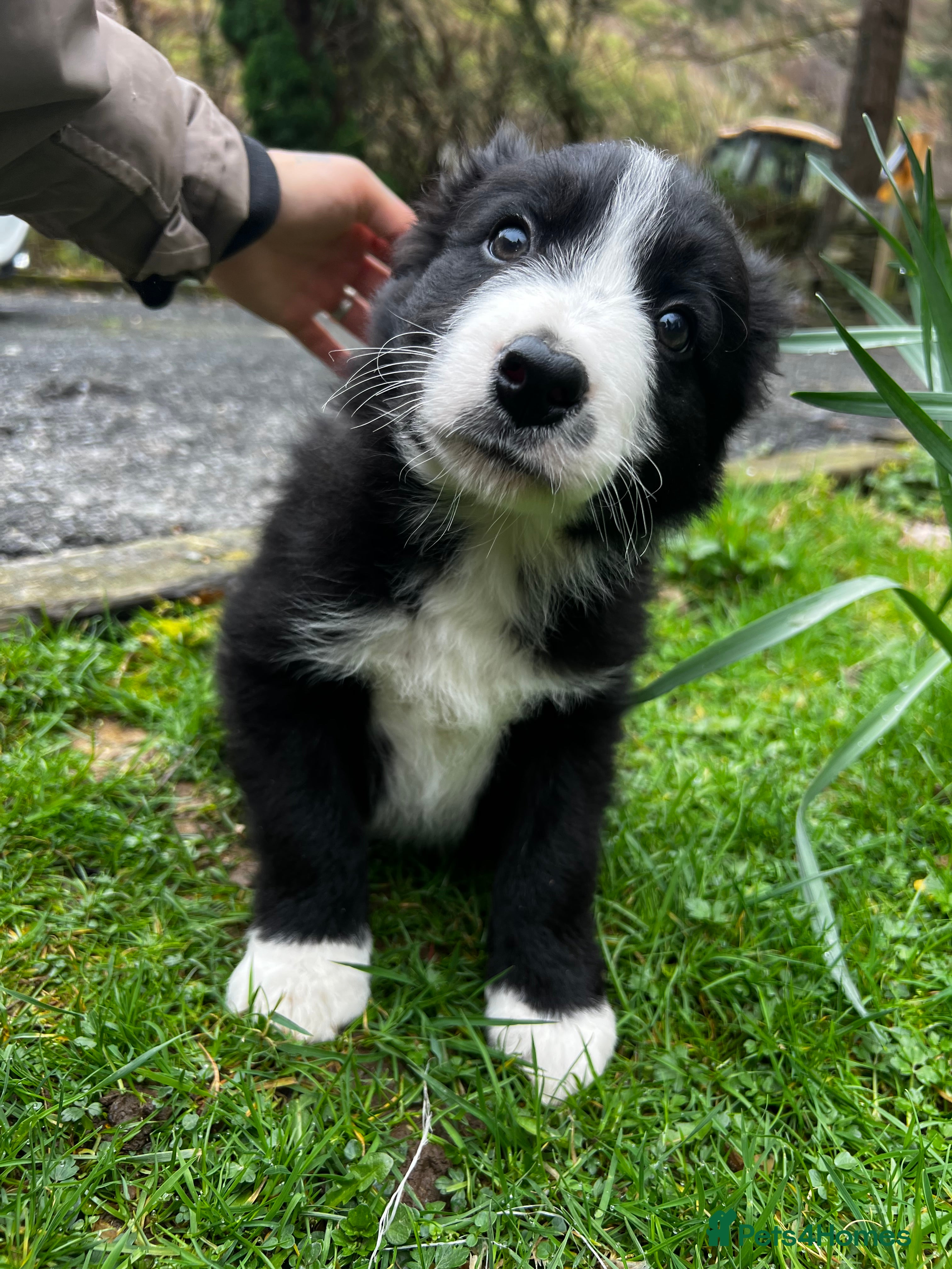 Border Collie dogs Border collie pups for sale  - Advert 9