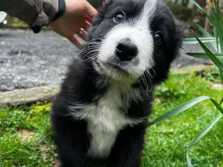 Border Collie dogs Border collie pups for sale - Advert 9