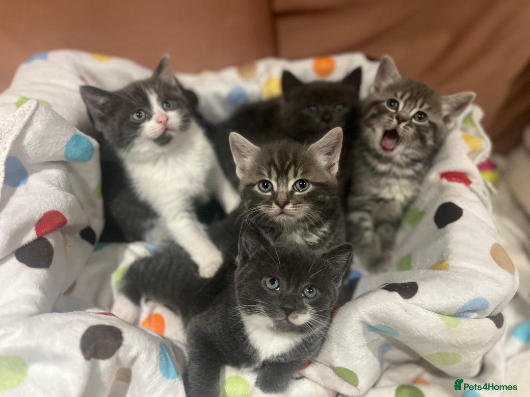 Russian Blue cats for sale: Last little lady  in Waltham Abbey - Image 11